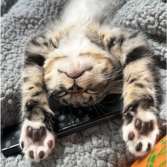 Meet your Posher, Maitlyn - Picture 12 of 13